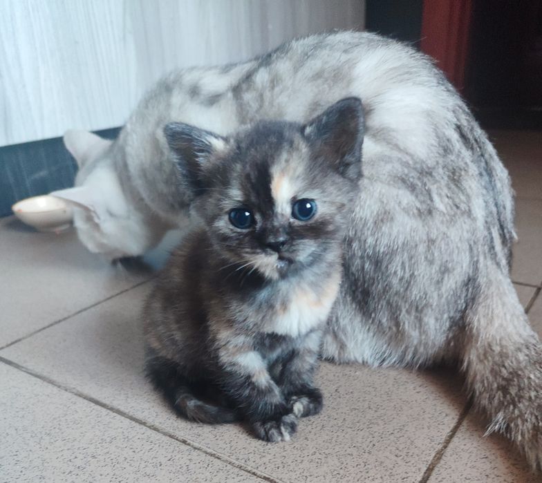 Дівчинка кошеня шотландська скотіш страйт дівчинка