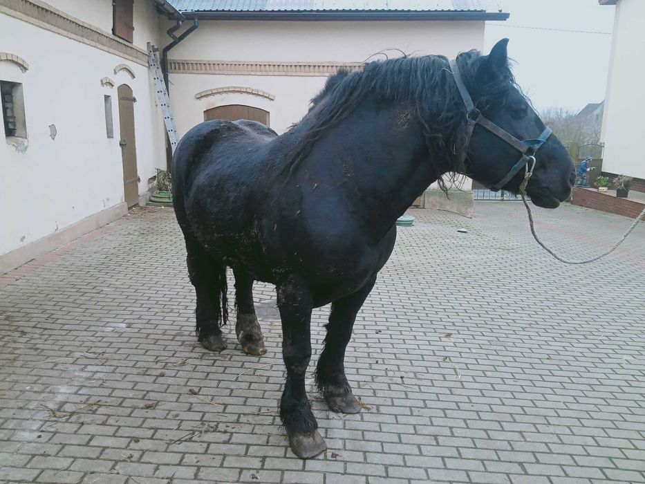 Ogier GAJAR sprzedam/zamienię