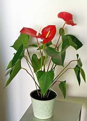 anturium czerwone, młode, zdrowe w osłonce