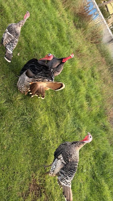 Perus 2 machos adultos