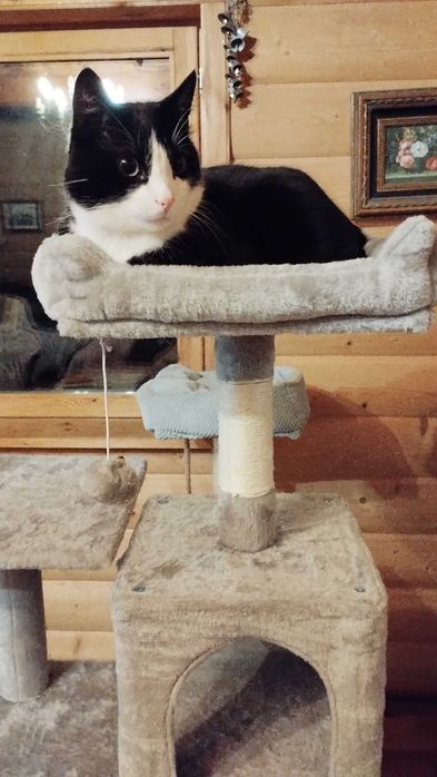 Piękny kocurek bardzo potrzebuje domu