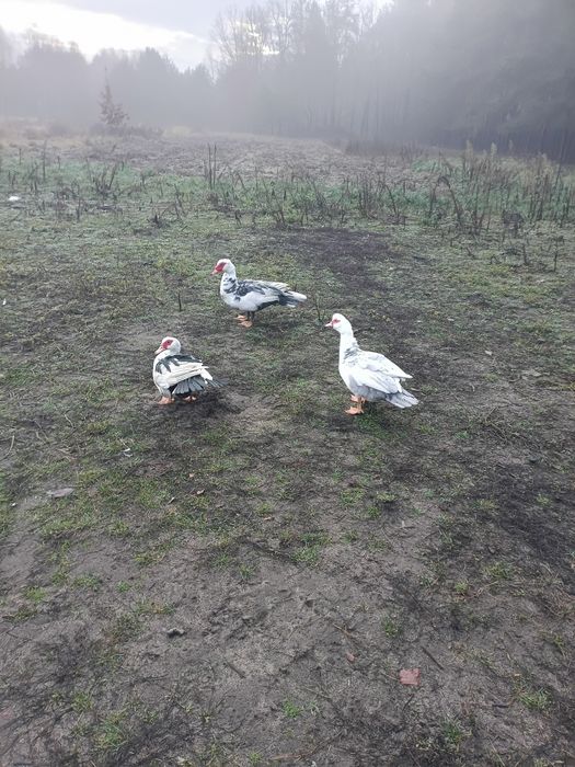 Kaczki piżmowe ekologiczne