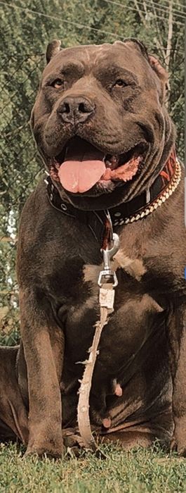 American Bully XL Suczka 3 msc