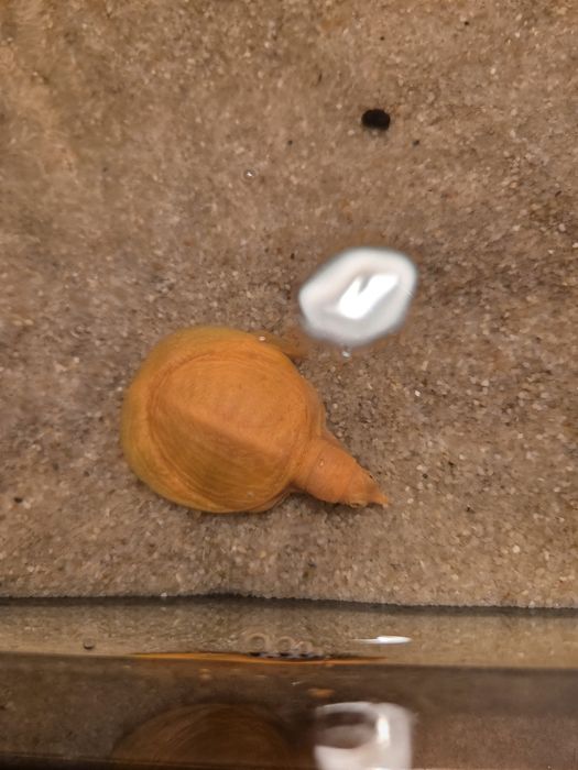 Żółwiak chiński Albino (Pelodiscus sinensis)