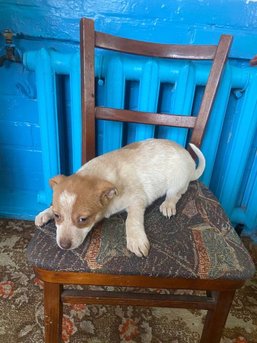 Цуценята (1 хлопчик і 2 дівчинки) 1,5 місяці