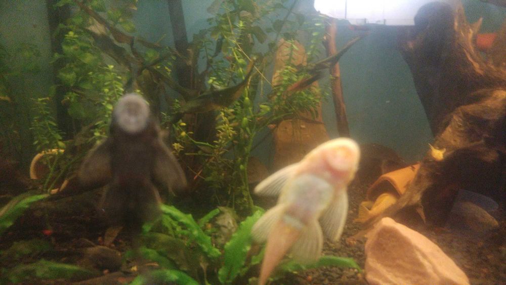 Glonojad niebieski para