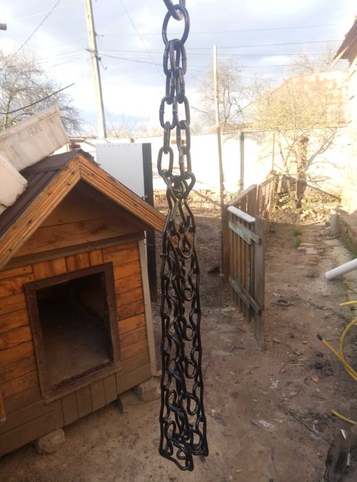 Ошейнік  . Строгач.