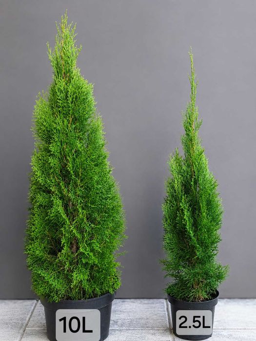 THUJA SZMARAGD 110-120 cm | Doniczka 10L | Producent