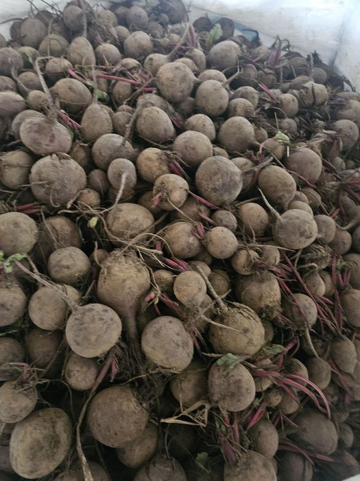 Sprzedam buraczki odpadowe