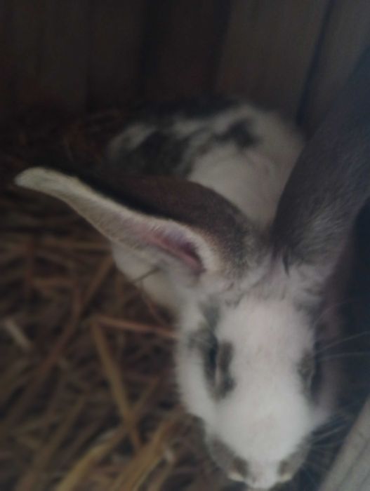 Witam sprzedam samiczkę w wieku 4 miesięcy szczepiona odrobaczona