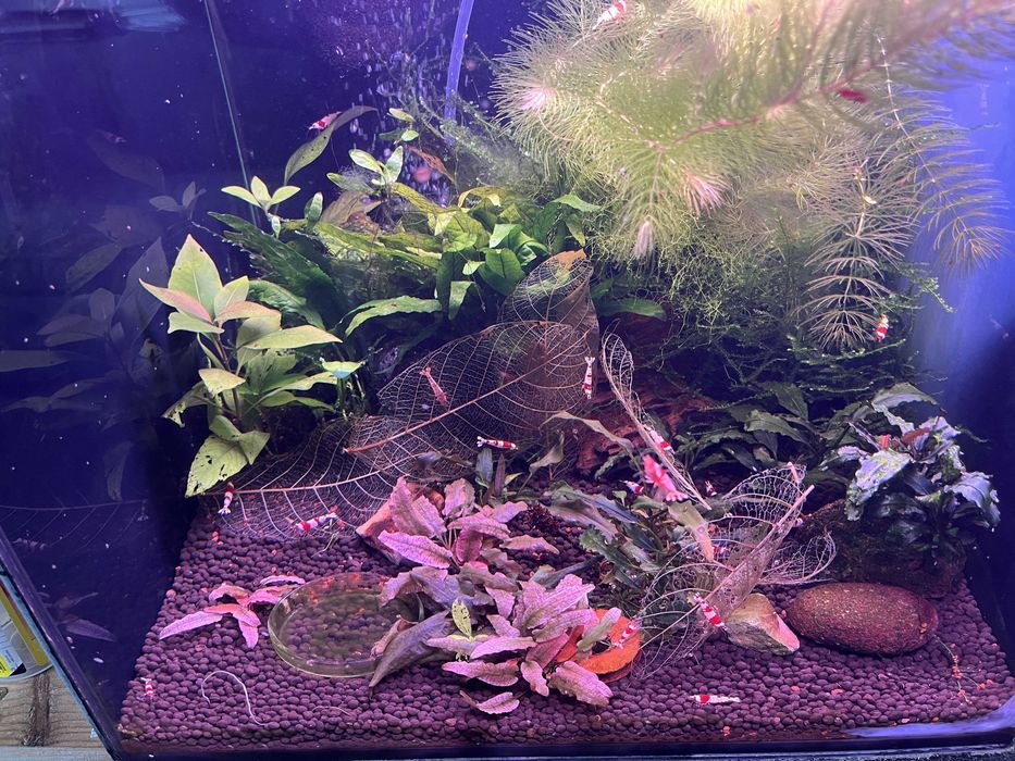 super krewetkarium