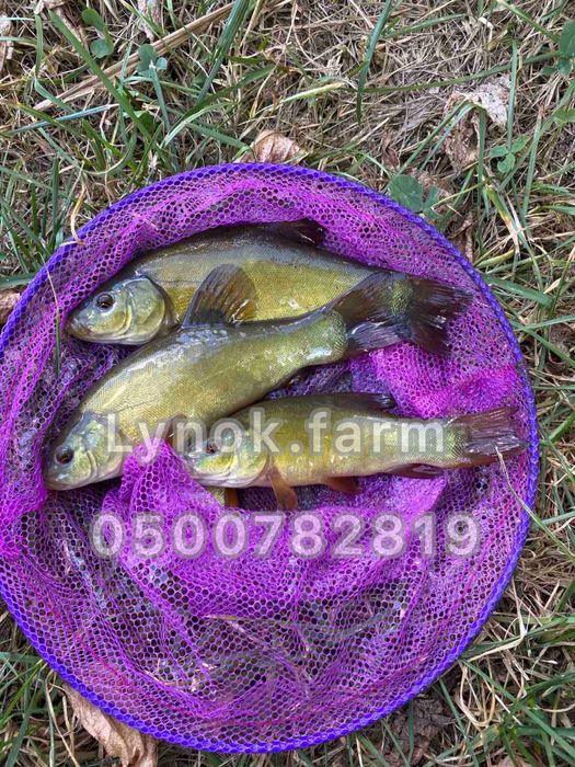 Зелений лин (green tench). Зарибок лина. Мальок лина