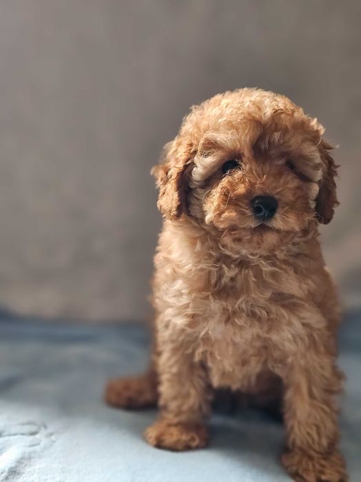 Хлопці той пудель