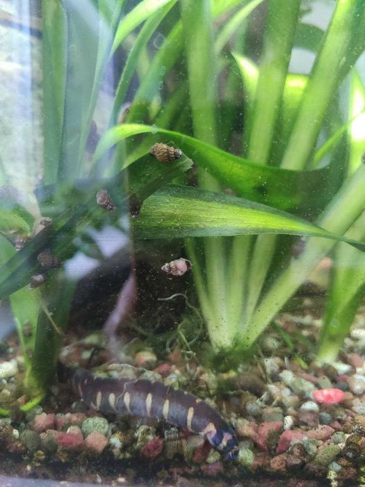 Продам аквариум с рыбками, 20 л