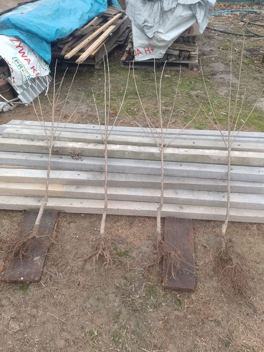 Sadzonki wiśni łutówka