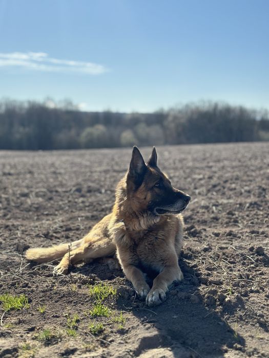 Вʼязка (злучка) з німецьким вівчарем (німецькою вівчаркою)