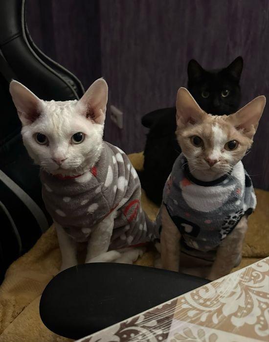 Коты девон рекс