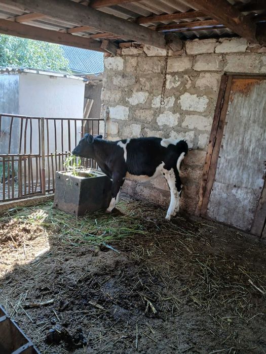 продам телицю  і дві телички