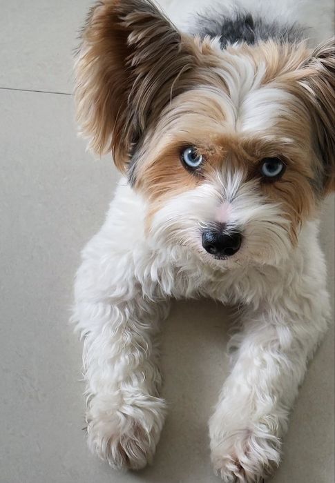 Вязка. Жених ищет невесту