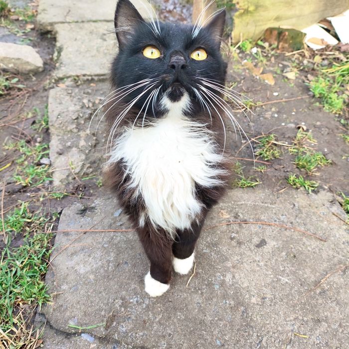 Два пухнастика  шукають свій дім і своє серце