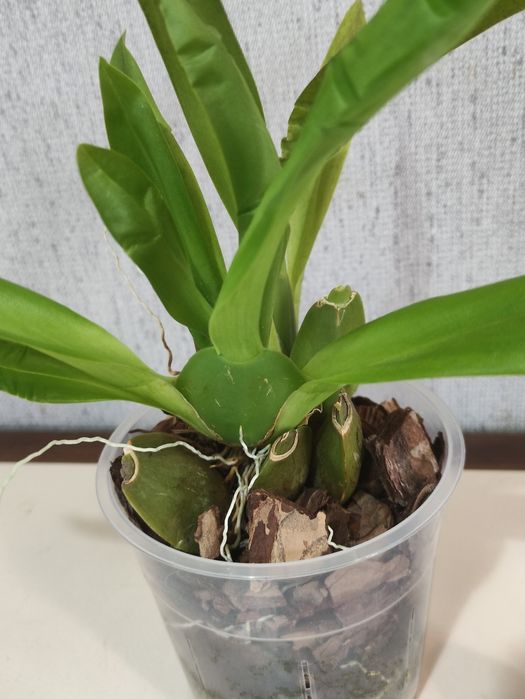 Орхідея Камбрія.