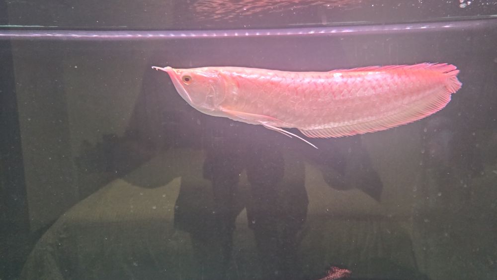 Vendo/Troco Arowana albina 35-40cm