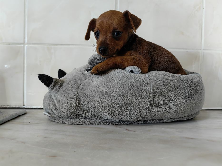 Pincher Mini menino