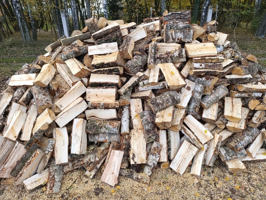 Brzoza, dąb czerwony, akacja