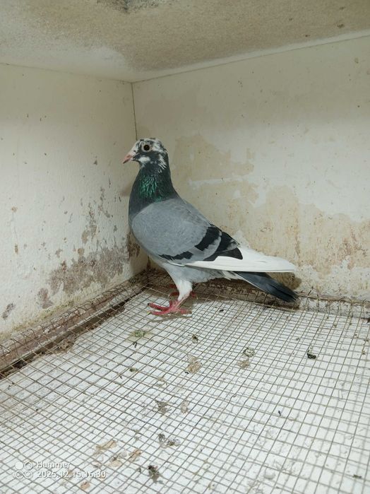 20.Gołębie pocztowe. Samica R.B.ten Berge NL 2024