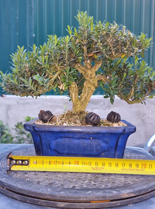 Bonsai Buxus Harlandii