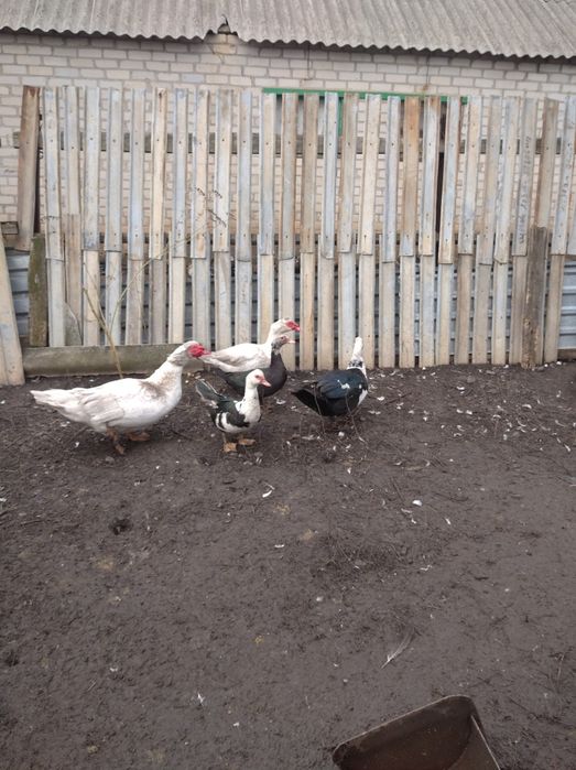 Продам індоутак індокачка селезень