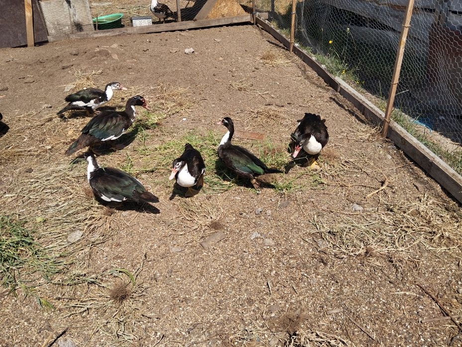 Casais patos mudos