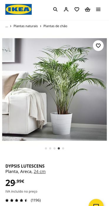 Planta palmeira Areca
