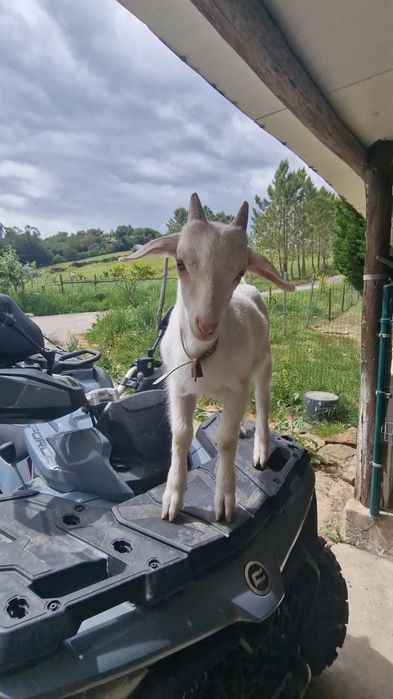Cabras / Caprinos Saanen ( 2 Fêmeas)