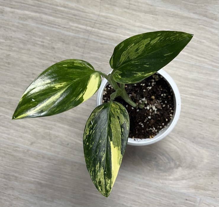 Епіпремнум епипремнум філодендрон филодендрон церопегія церопегия