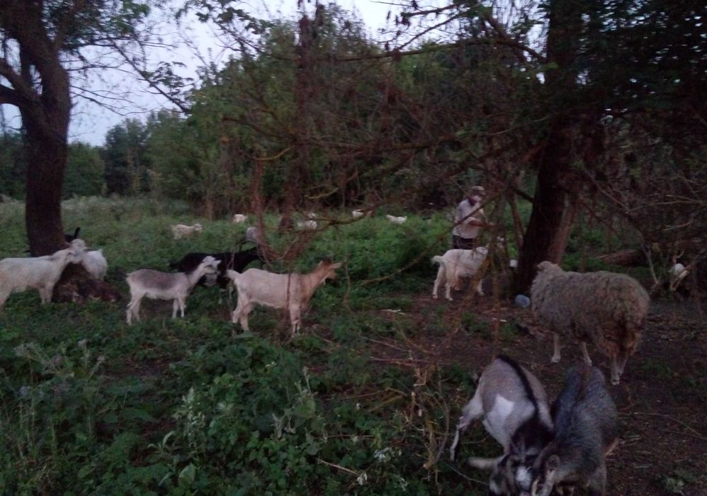 Дійні кози, козенята, вівці, цапи. Коза, цап, цапок, козеня Овцы Козы