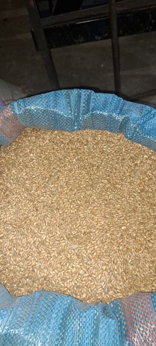 Pszenżyto  sprzedam