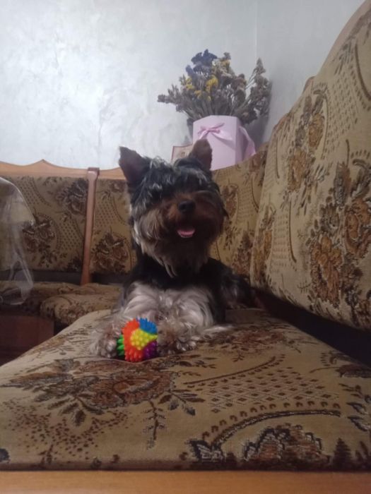 Йоркширтер'єр шукає дівчину для в'язки