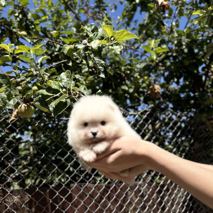 шикарна дівчинка шоу классу