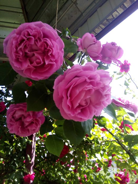 Дом в оренду. Автономное отопление и електроэнергия, от Киева 5км.