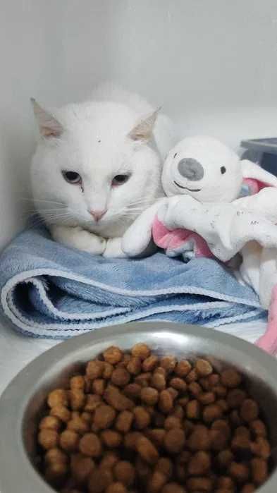 Gato para adoção responsável