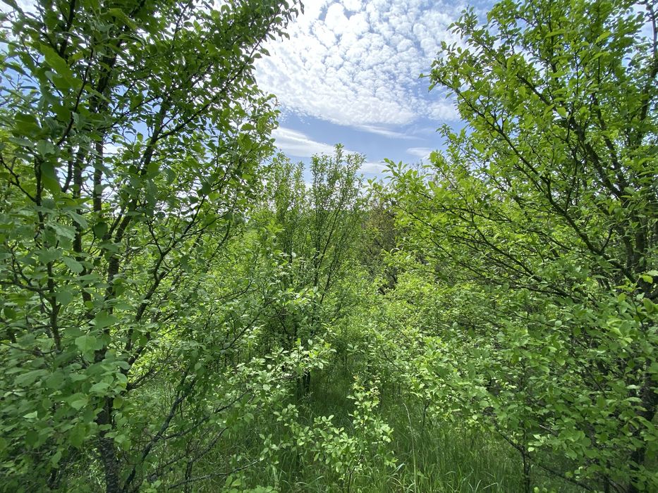 Дача на березі Булатецького ставка, приватизована.