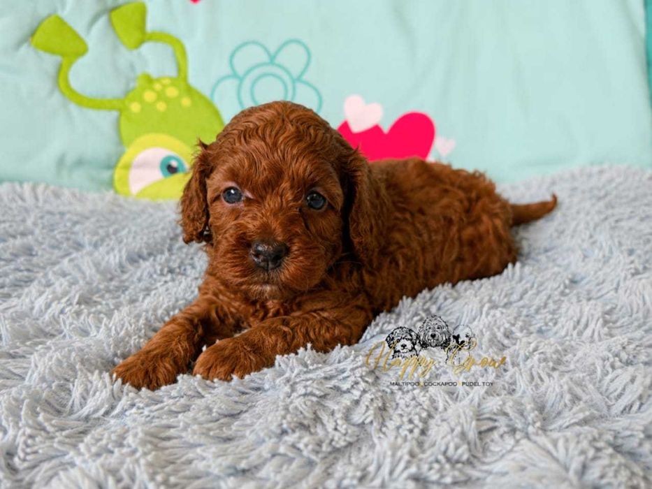 Pudel mini,  Cockapoo F1B