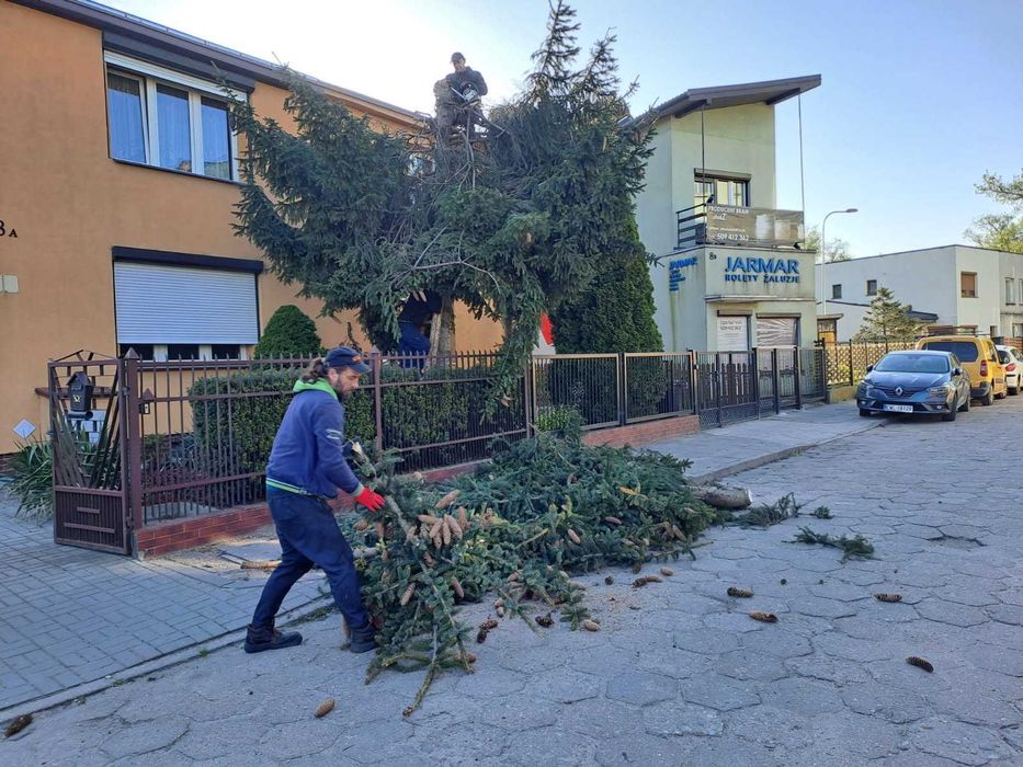Wycinka drzew wywóz gałęzi