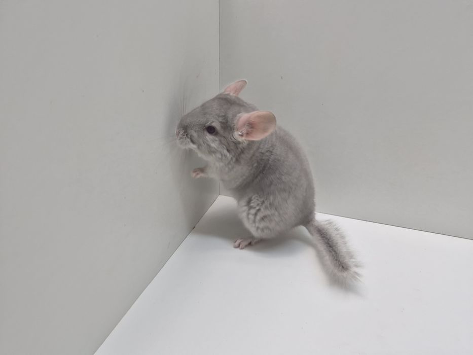 Szynszyla szynszyl szynszyle BEŻ