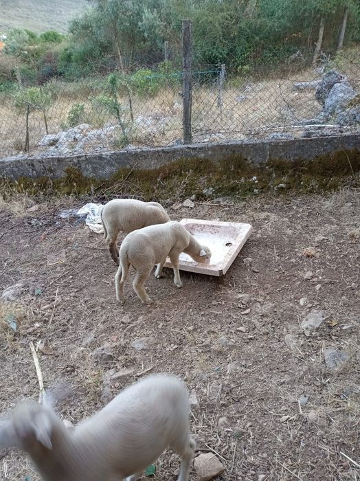 3 Borregos (2 machos, 1 fêmea)