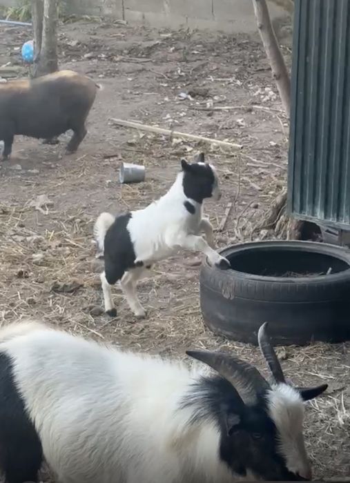 Cabrito Anão
