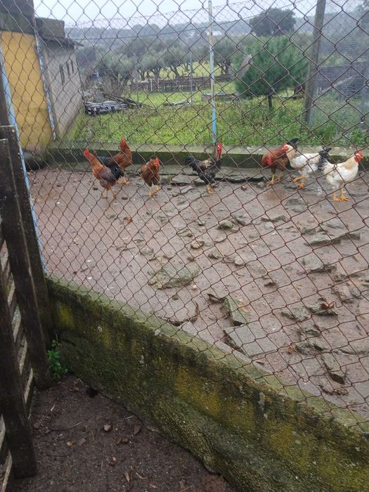 Vende-se galos do campo