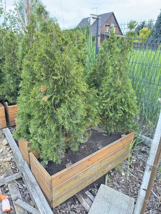 Tuje w doniczkach ok. 150 cm Tuja Szmaragd w Doniczce