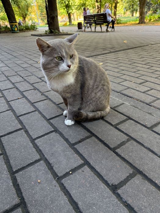 Котик безкоштовно